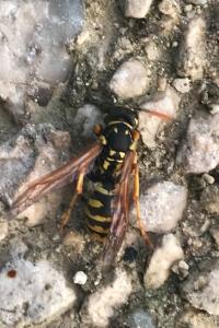 <i>Polistes</i>