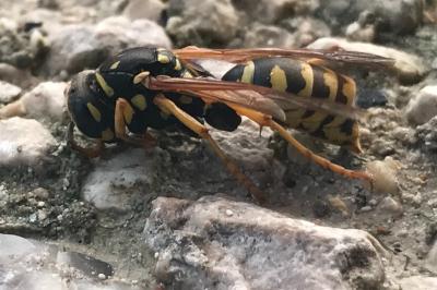 <i>Polistes</i>