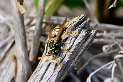 <i>Polistes</i>