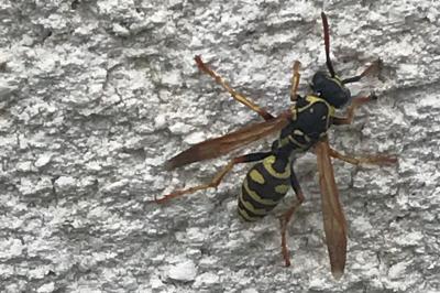 <i>Polistes</i>