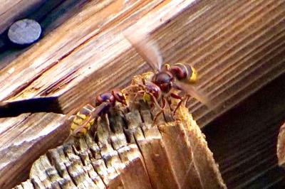 <i>Vespa crabro</i>