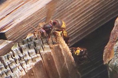 <i>Vespa crabro</i>