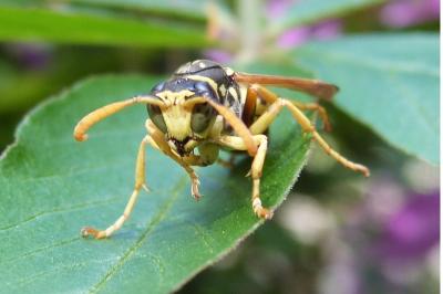 <i>Polistes dominula</i>