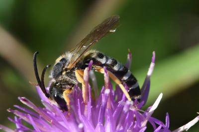 <i>Halictus scabiosae</i>