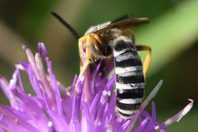 <i>Halictus scabiosae</i>