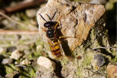 <i>Philanthus triangulum</i>