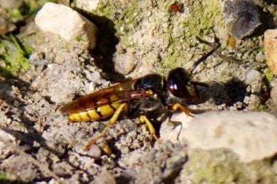 <i>Philanthus triangulum</i>