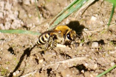 <i>Colletes hederae</i>