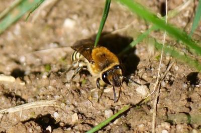 <i>Colletes hederae</i>