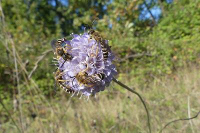 <i>Halictus scabiosae</i>