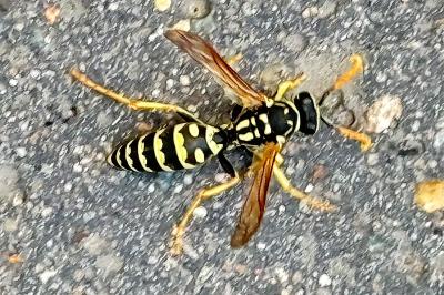 <i>Polistes dominula</i>