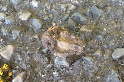 <i>Andricus quercuscalicis</i>