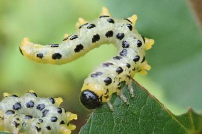 <i>Nematus septentrionalis</i>