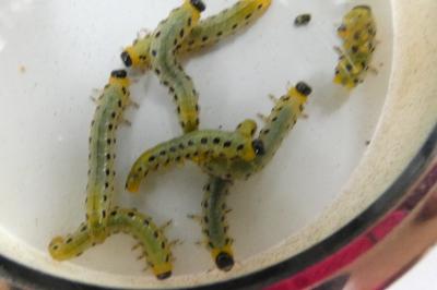 <i>Nematus septentrionalis</i>