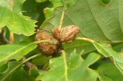 <i>Andricus fecundatrix</i>