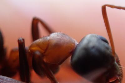 <i>Formica rufibarbis</i>