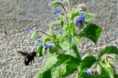 <i>Xylocopa</i>