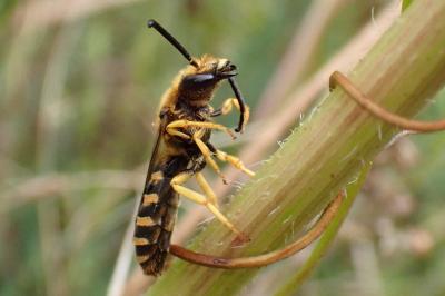 <i>Halictus scabiosae</i>