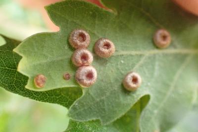<i>Neuroterus numismalis</i>