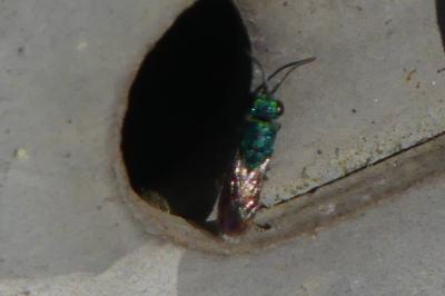 <i>Chrysis</i>