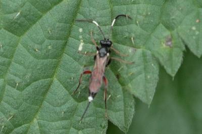 <i>Ichneumon</i>