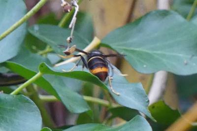 <i>Vespa velutina</i>