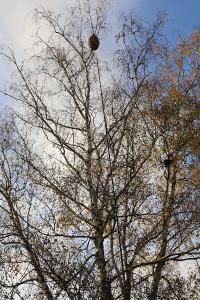 <i>Vespa velutina</i>