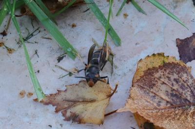 <i>Vespa velutina</i>