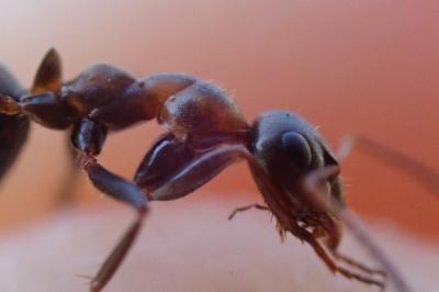 <i>Formica rufibarbis</i>