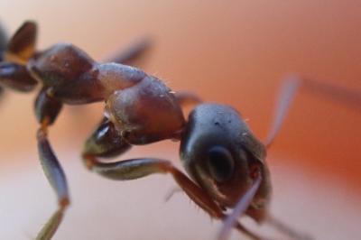 <i>Formica rufibarbis</i>