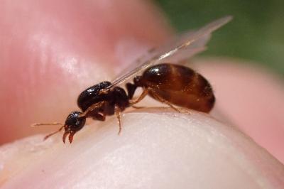 <i>Solenopsis fugax</i>