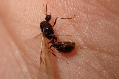 <i>Solenopsis fugax</i>