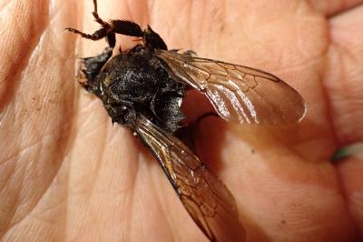 <i>Xylocopa</i>