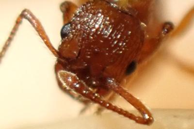 <i>Myrmica sabuleti</i>