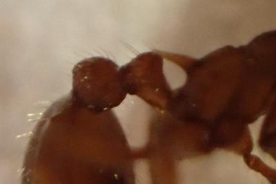 <i>Myrmica sabuleti</i>