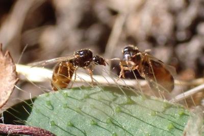 <i>Solenopsis fugax</i>