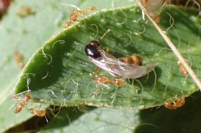 <i>Solenopsis fugax</i>