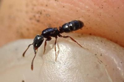<i>Hypoponera eduardi</i>
