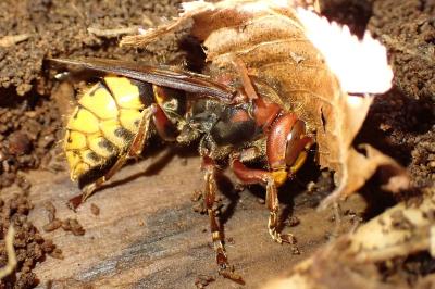 <i>Vespa crabro</i>