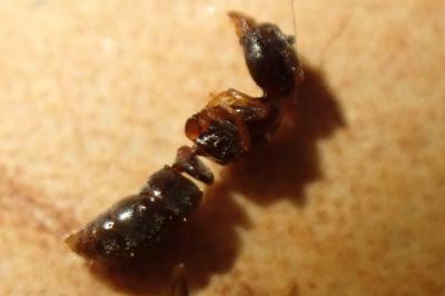 <i>Hypoponera eduardi</i>