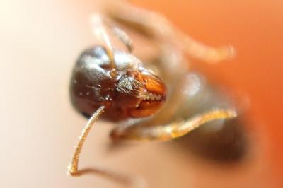 <i>Lasius niger</i>