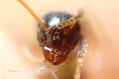 <i>Lasius platythorax</i>