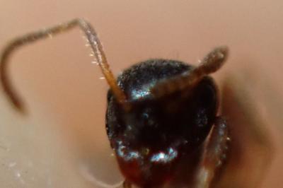 <i>Lasius platythorax</i>