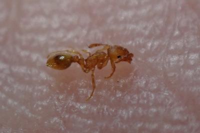 <i>Temnothorax parvulus</i>