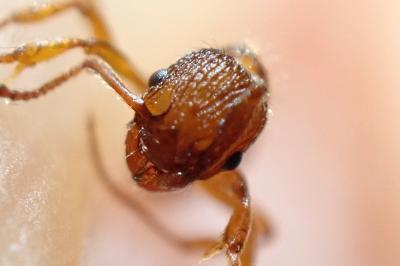 <i>Myrmica sabuleti</i>