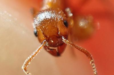 <i>Myrmica rubra</i>