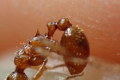 <i>Myrmica rubra</i>