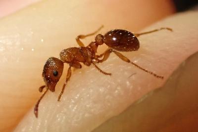 <i>Myrmica scabrinodis</i>
