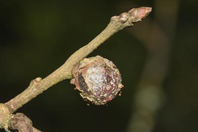 <i>Andricus lignicolus</i>