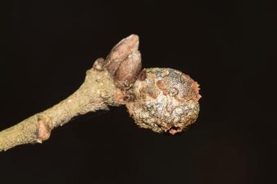 <i>Andricus lignicolus</i>